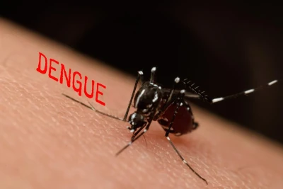 Різке збільшення кількості тигрових комарів у Європі спровокує сплеск небезпечної хвороби, - ECDC
