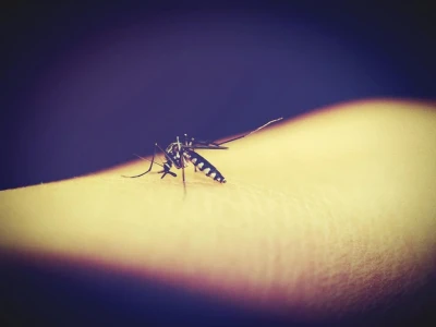 Населення Землі може бути під загрозою через хвороби, які передаються комарами, - вчені
