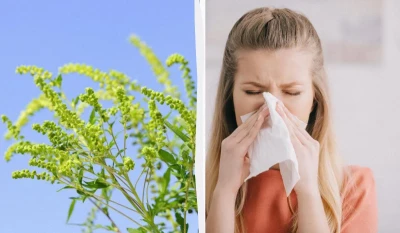 Алергія на амброзію псує життя: як позбутися недуги назавжди